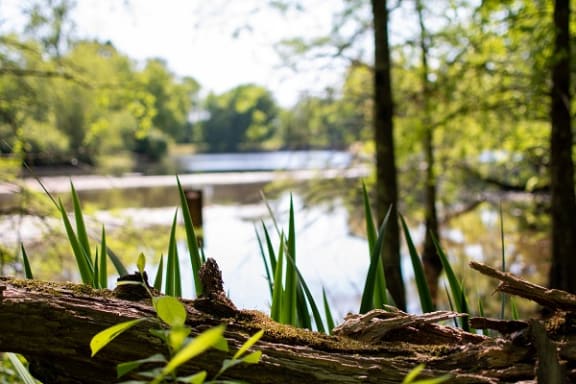 Wetlands at Maple Grove, Nebraska
