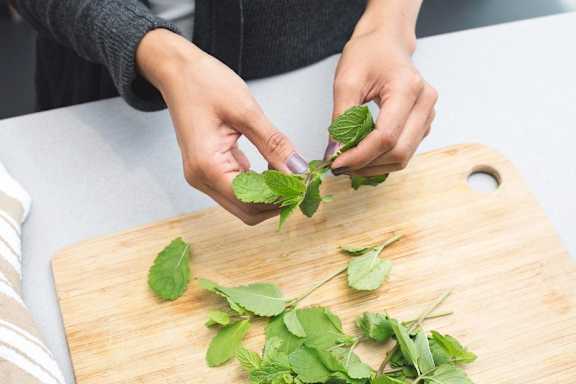 woman-tearing-mint-leaves at Maple Grove, Nebraska