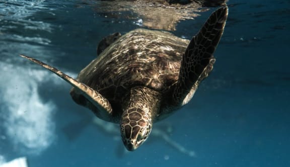 Turtle Under The Water at Patterson Place, Santa Barbara, 93111