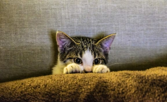 Cat Friendly at Patterson Place, Santa Barbara, CA