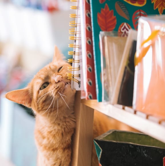 Lovely Cat at Patterson Place, California, 93111