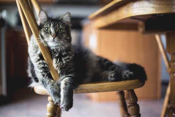 Cat On Chair at Patterson Place Apartments, Towbes, California