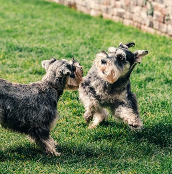 Dogs Playing at Patterson Place, Santa Barbara