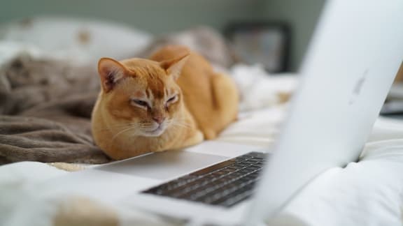 Cat Sitting On A Bed at Patterson Place, Santa Barbara