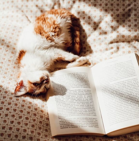 Sleeping Cat at Patterson Place, Santa Barbara, CA, 93111