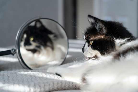 cat_mirror at Patterson Place, Santa Barbara, CA