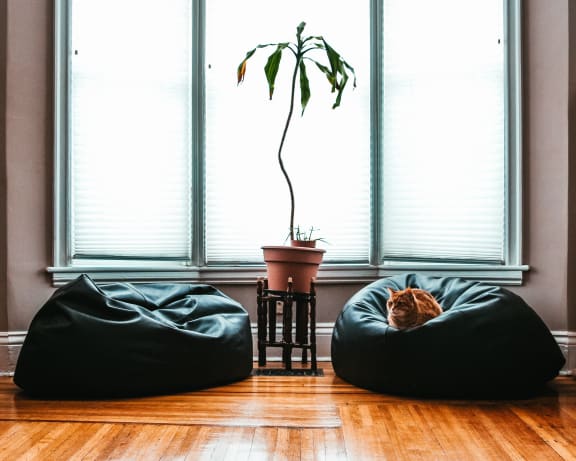 comfortable living room bean bags cat at Patterson Place, Santa Barbara, CA