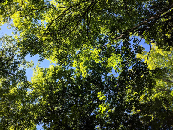 Green leafy tree tops at Patterson Place, Santa Barbara, 93111