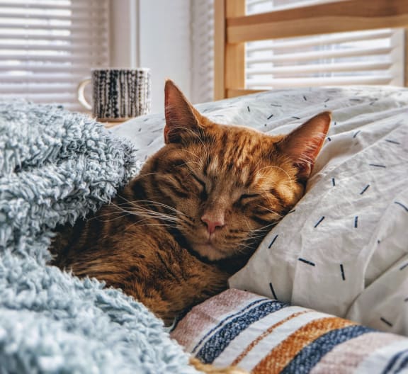 Sleeping_cat at Patterson Place, Santa Barbara, California