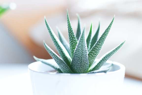 Succulent at Patterson Place, Santa Barbara
