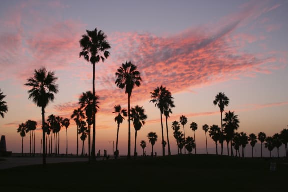 Palm Trees Sunset at Rancho Franciscan Senior Apartments, California