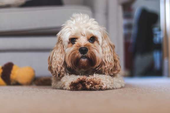 Pet Policy at Rancho Franciscan Senior Apartments, Santa Barbara