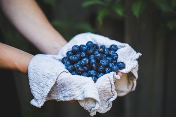 Image Of Blueberries at Rancho Franciscan Senior Apartments, Santa Barbara, CA
