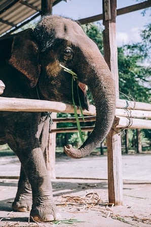 Elephant Day at Rancho Franciscan Senior Apartments, Santa Barbara