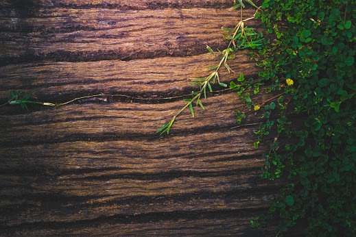 Green Landscape at Rancho Franciscan Senior Apartments, California, 93105