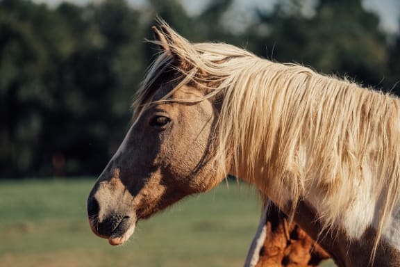 Horse at Rancho Franciscan Senior Apartments, California, 93105