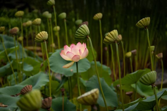 Lotus land at Rancho Franciscan Senior Apartments, Santa Barbara
