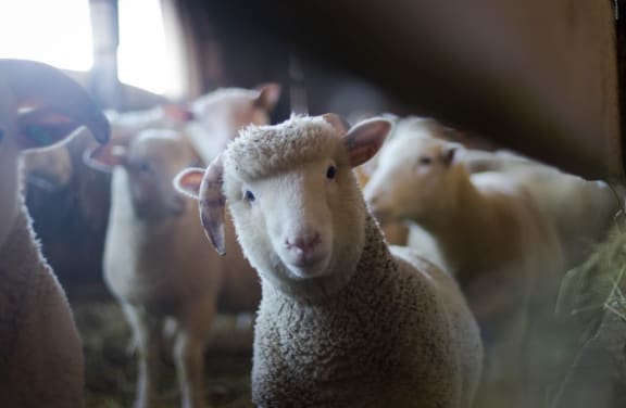 Group Of Sheep's at Cypress Meadows Senior Apartments, California, 93003