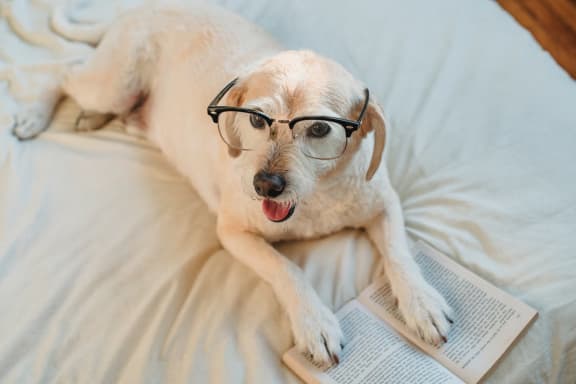 Pet Friendly Apartments at Cypress Meadows Senior Apartments, California