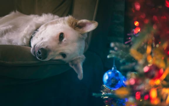 Pet Friendly Home at Cypress Meadows Senior Apartments, Ventura