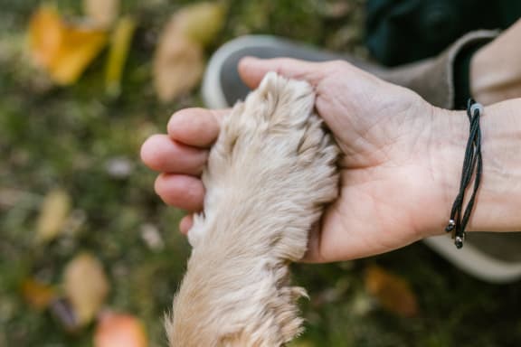 Pet Friendly at Cypress Meadows Senior Apartments, Ventura, CA