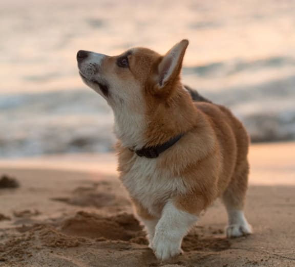 Dog On Beach at Cypress Meadows Senior Apartments, Ventura, CA, 93003