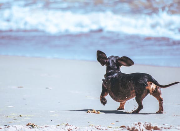 Dog On The Beach at Cypress Meadows Senior Apartments, Ventura, 93003