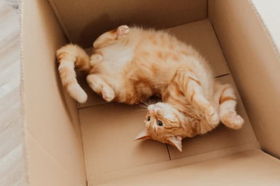 Cat In A Box at Cypress Meadows Senior Apartments, Ventura, CA