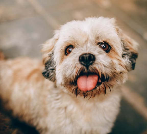 Lovely Dog at Cypress Meadows Senior Apartments, Ventura, CA, 93003