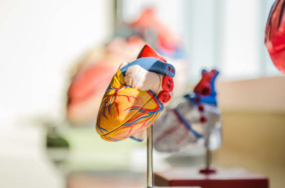 heart_anatomy at Cypress Meadows Senior Apartments, Ventura