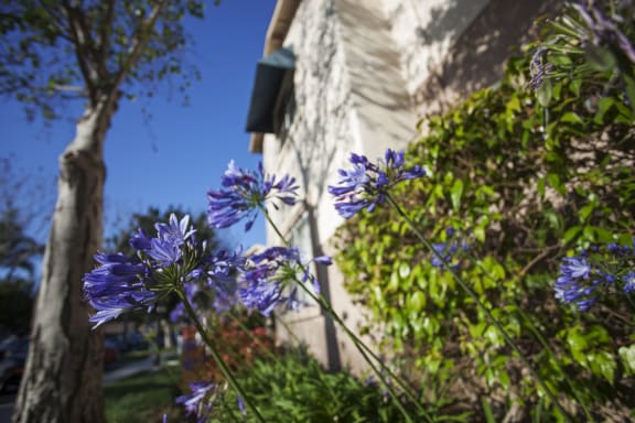 outdoors_flowers at Cypress Meadows Senior Apartments, Ventura, California