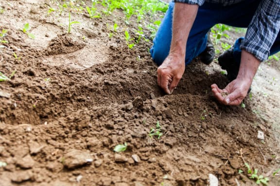 man-planting-plant at Cypress Meadows Senior Apartments, Ventura