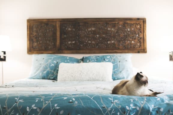 Dog In Bed at Cypress Meadows Senior Apartments, California