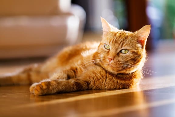 Cat at Cypress Meadows Senior Apartments, California