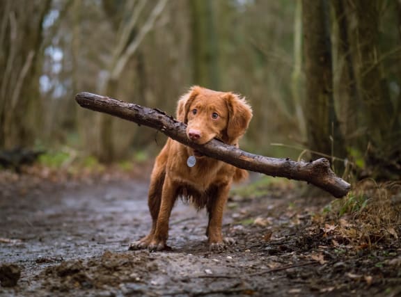 Dog with a stick at Cypress Meadows Senior Apartments, Ventura, CA, 93003