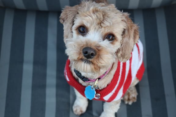 dog_with_sweater at Cypress Meadows Senior Apartments, Ventura, California