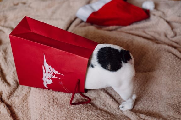 a black and white cat wearing a red hat and coat