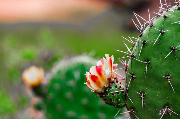 flower_blossoming_cactus at Cypress Meadows Senior Apartments, Ventura, California