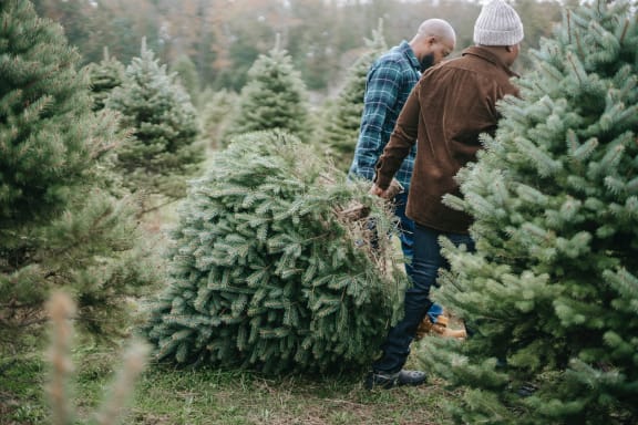 a man and woman cutting down a christmas tree on a tree farm
