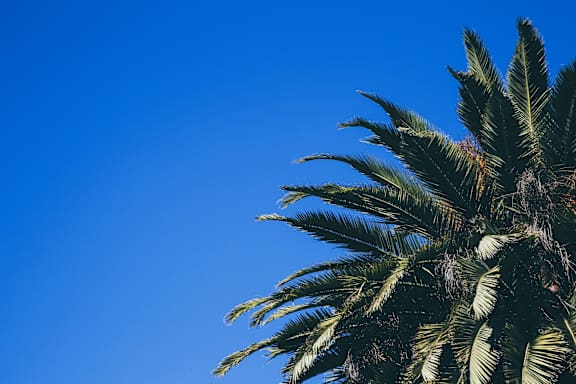 palm_tree_blue_sky at Cypress Meadows Senior Apartments, Ventura