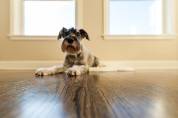 terrier_relaxes_by_window at Cypress Meadows Senior Apartments, Ventura, California