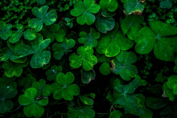 shamrocks at Cypress Meadows Senior Apartments, Ventura, California