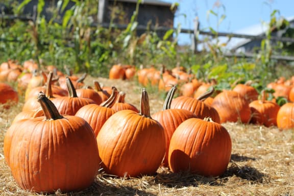 Pumpkins at Oceanwood Apartments, Lompoc, 93436