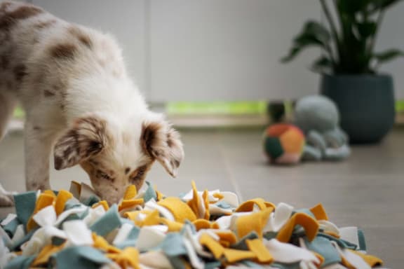 Happy Dog at Oceanwood Apartments, Lompoc, 93436