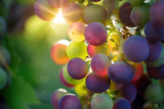 Image Of Grapes at Oceanwood Apartments, Lompoc, 93436