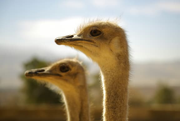 Two Ostriches at Oceanwood Apartments, California