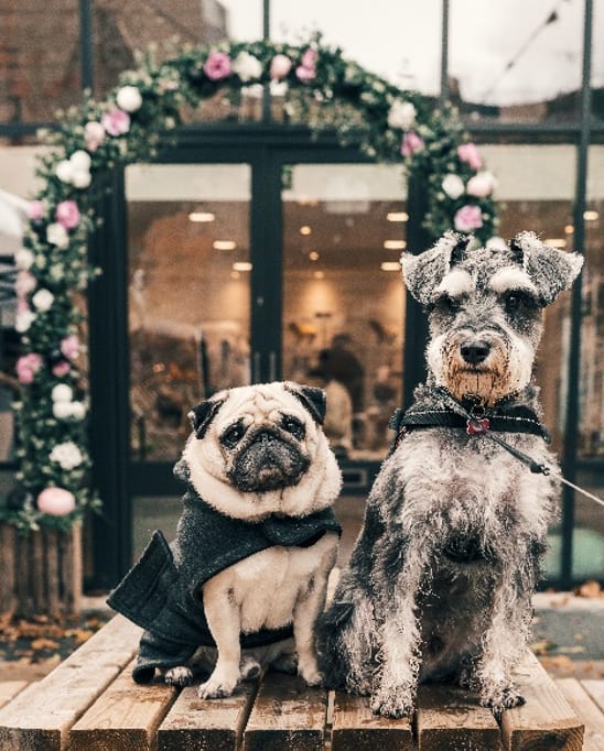 Dogs at Ralston Courtyards, Ventura, 93003