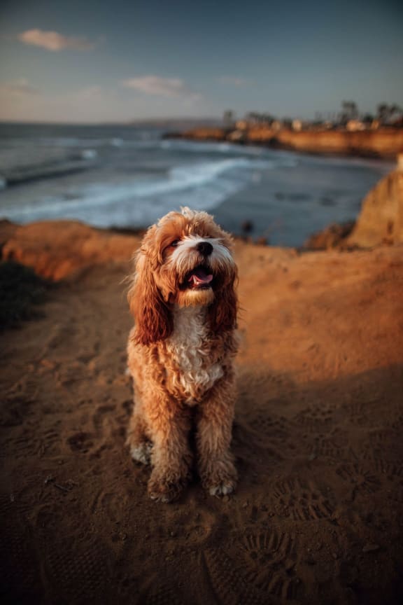 Dog in the beach at Ralston Courtyards, Ventura, CA