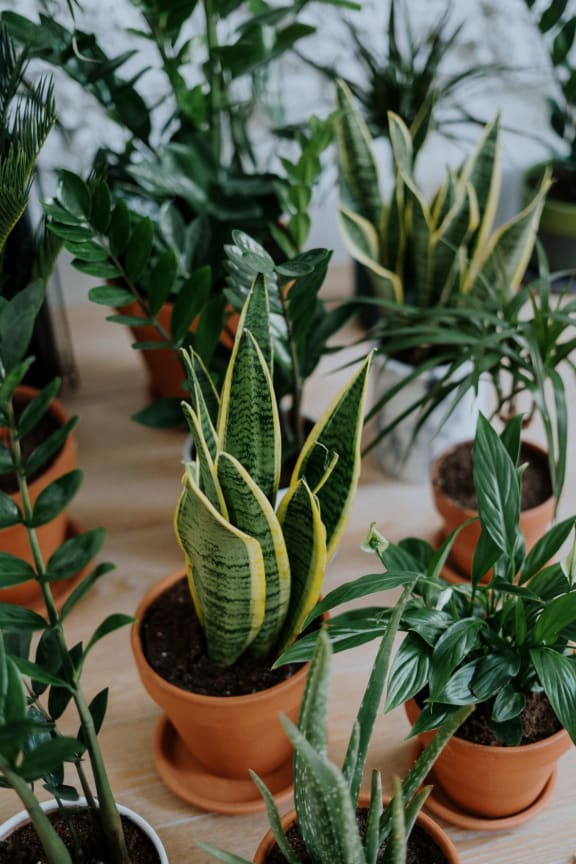 Plants at Ralston Courtyards, Ventura, CA, 93003