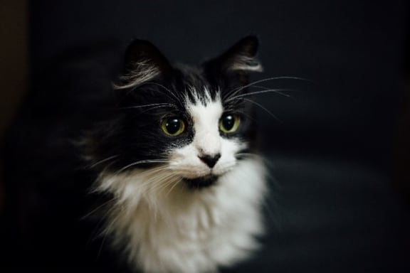 Cat at Ralston Courtyards, Ventura, California